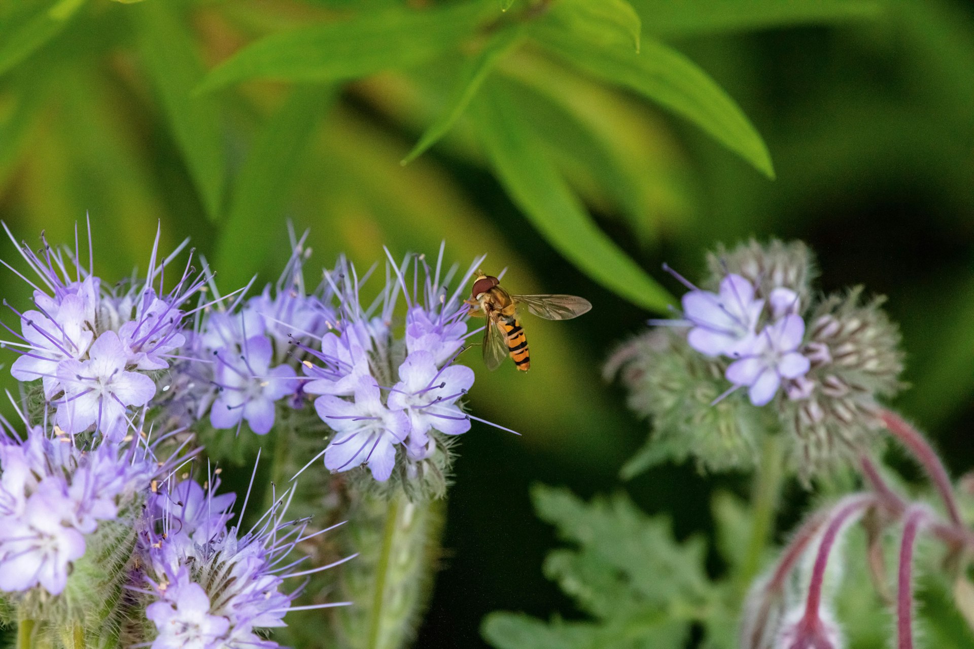 a bee flying over a bunch of purple flowers